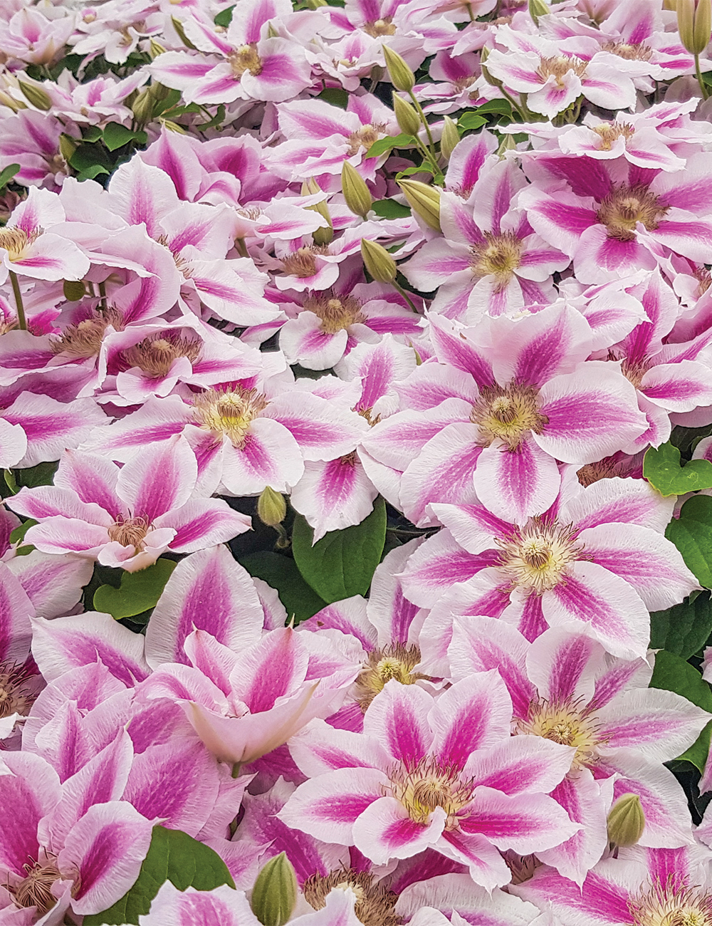 Clematis Jackmanii Hybrid 'Vancouver Cotton Candy'