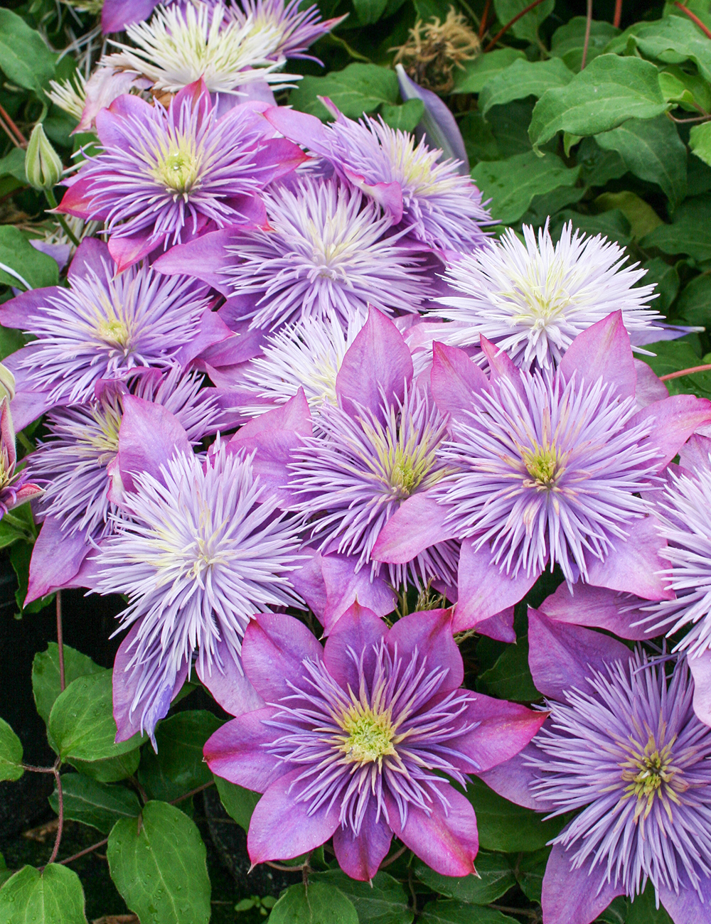 Clematis Jackmanii Hybrids Crystal Fountain Evipo038