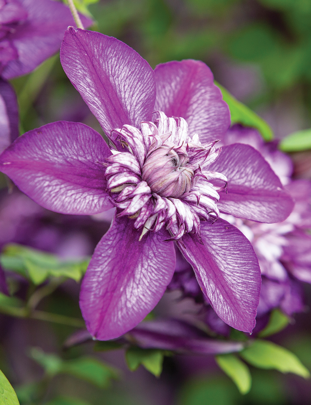 Clematis 'Cassis' Evipo020