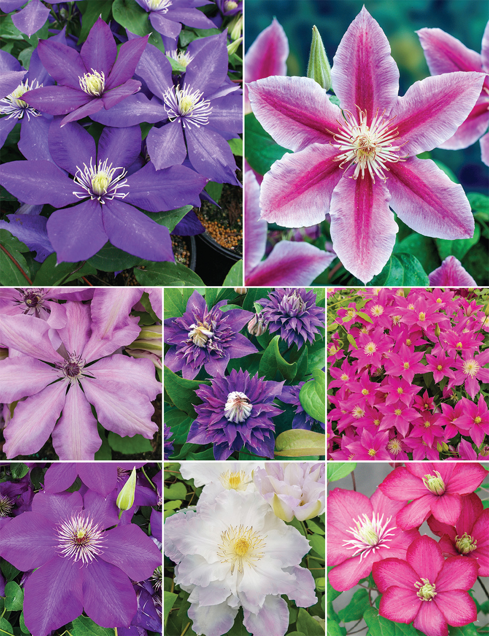 New Jackmanii Clematis Hybrids Collection