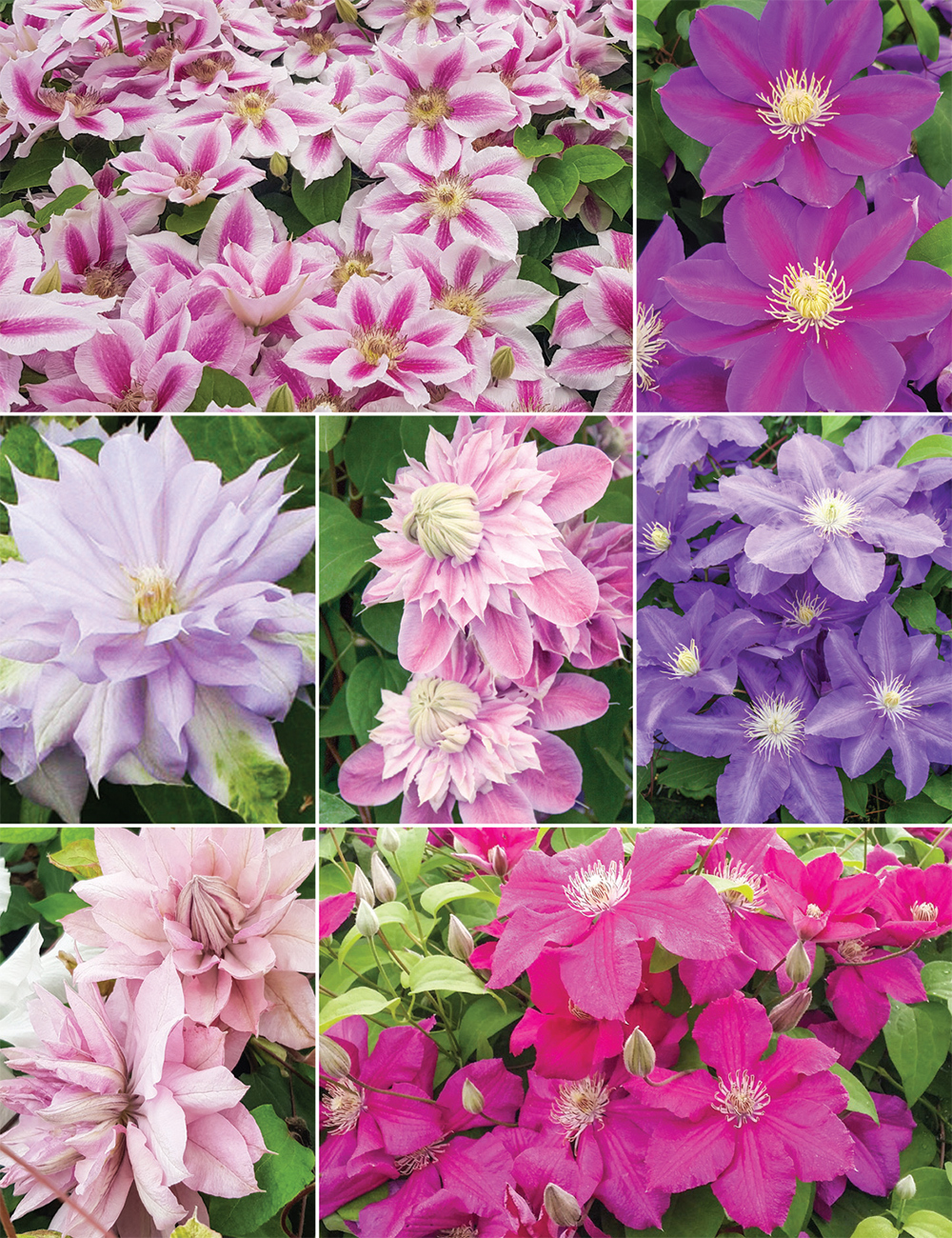 Clematis Jackmanii Hybrids (reduced) Collection