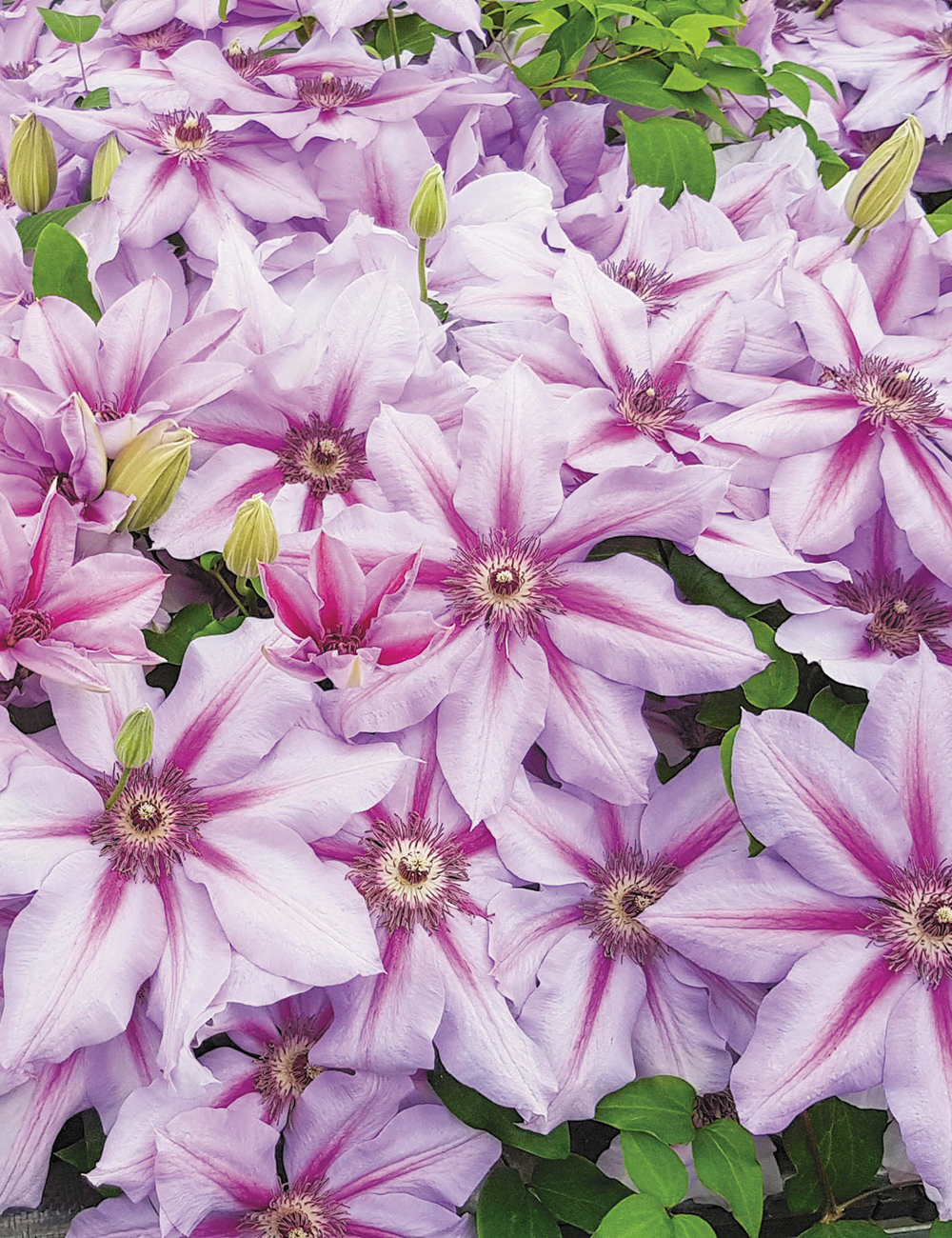 Clematis Hybrid Candy Stripe