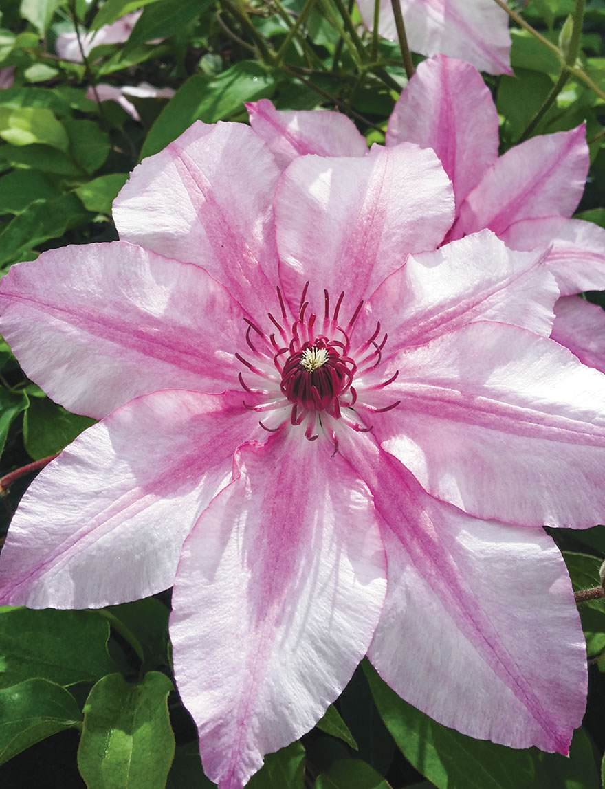 Clematis Jackmanii Hybrids Charissima