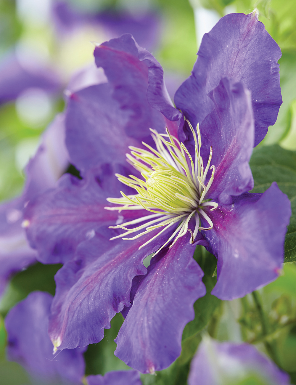 Clematis Jackmanii Hybrid 'Chevalier'