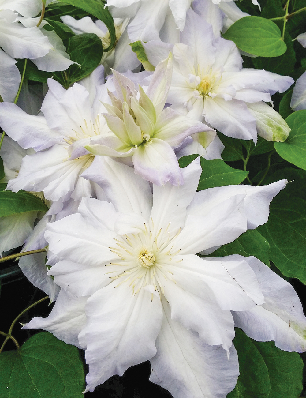 Clematis Jackmanii Hybrid 'Chalcedony'