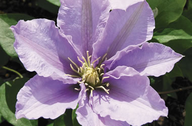 (15B) Clematis 'Jackmanii Hybrids' Cezanne