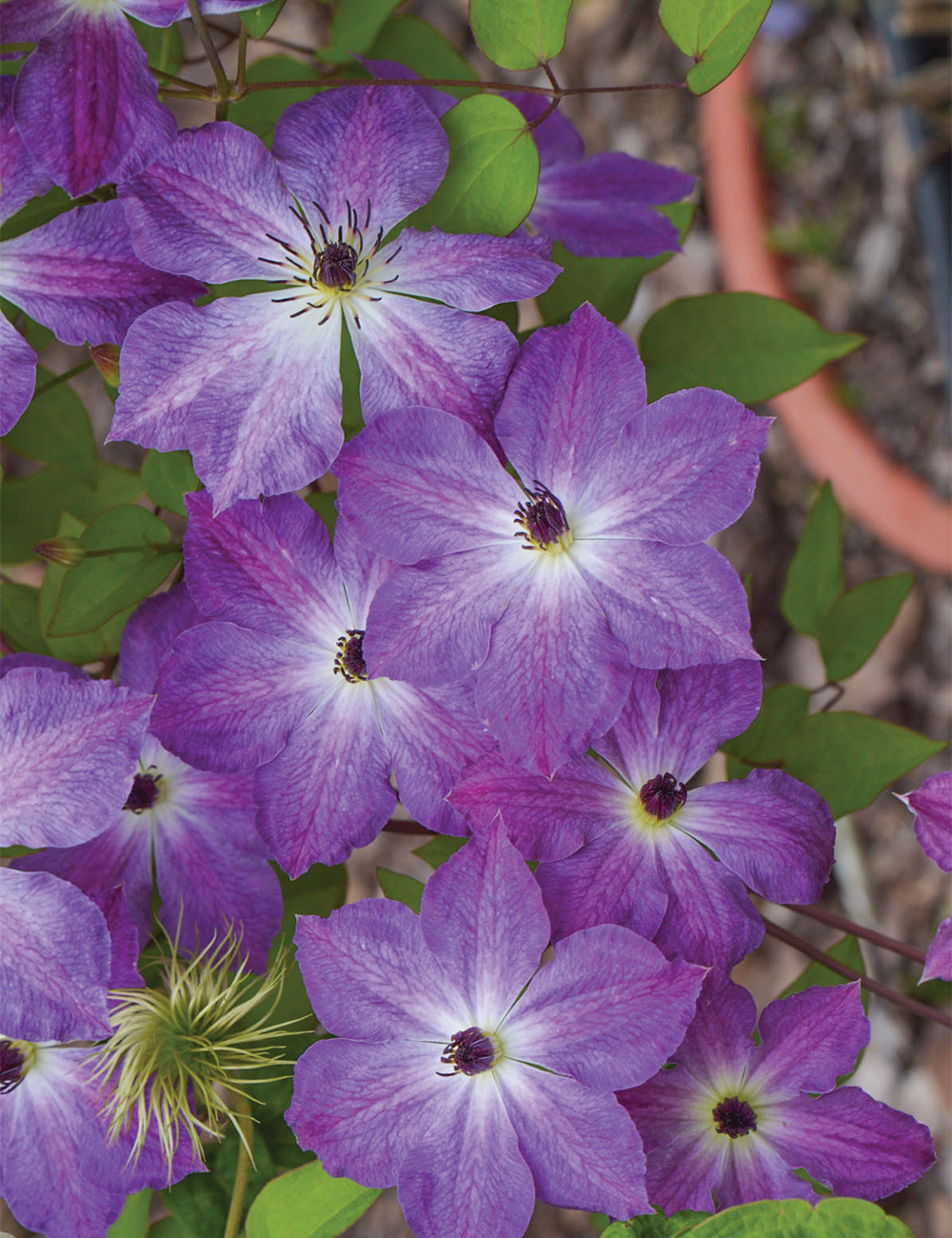 Clematis Jackmanii Hybrid 'Cloudburst'