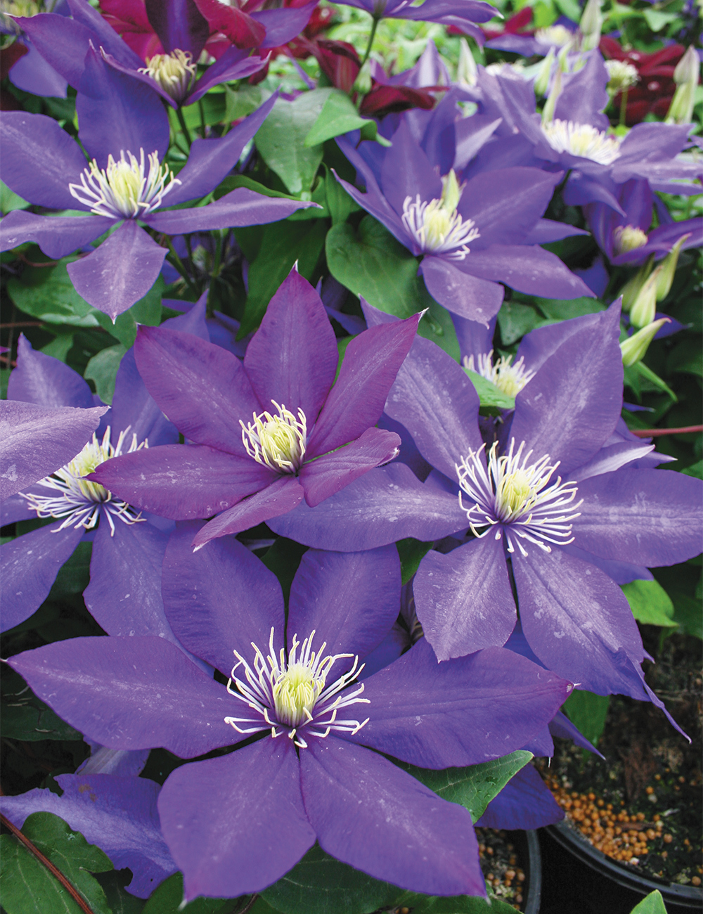 Clematis Jackmanii Hybrid 'Daniel Deronda'