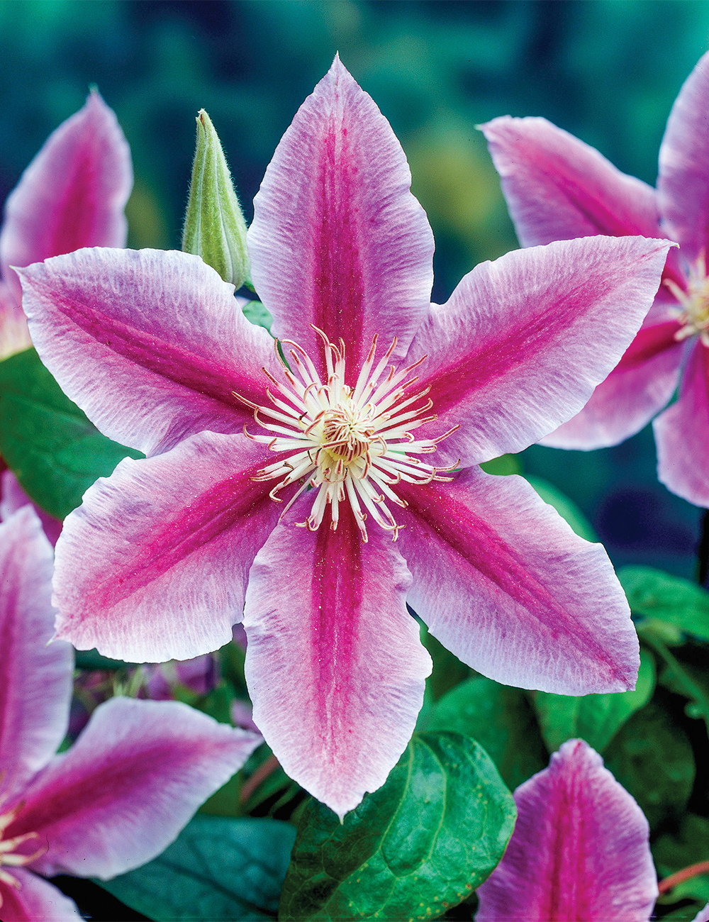 Clematis Jackmanii Hybrid 'Dr Ruppel'