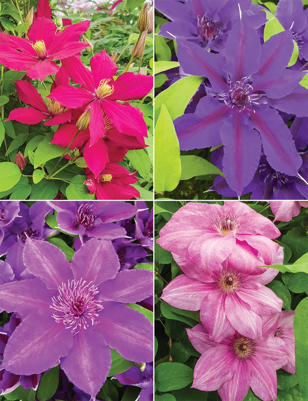 Clematis Jackmanii Hybrid Collection