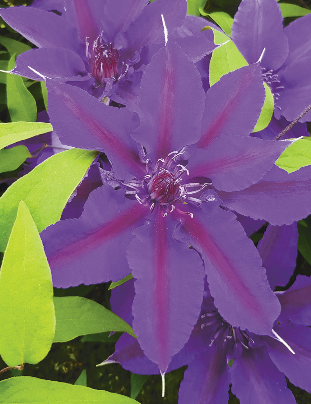 Clematis Jackmanii Hybrid 'Edda' (Evipo074)