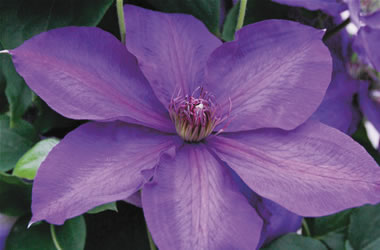 Clematis Jackmanii Hybrids Edo Murasaki