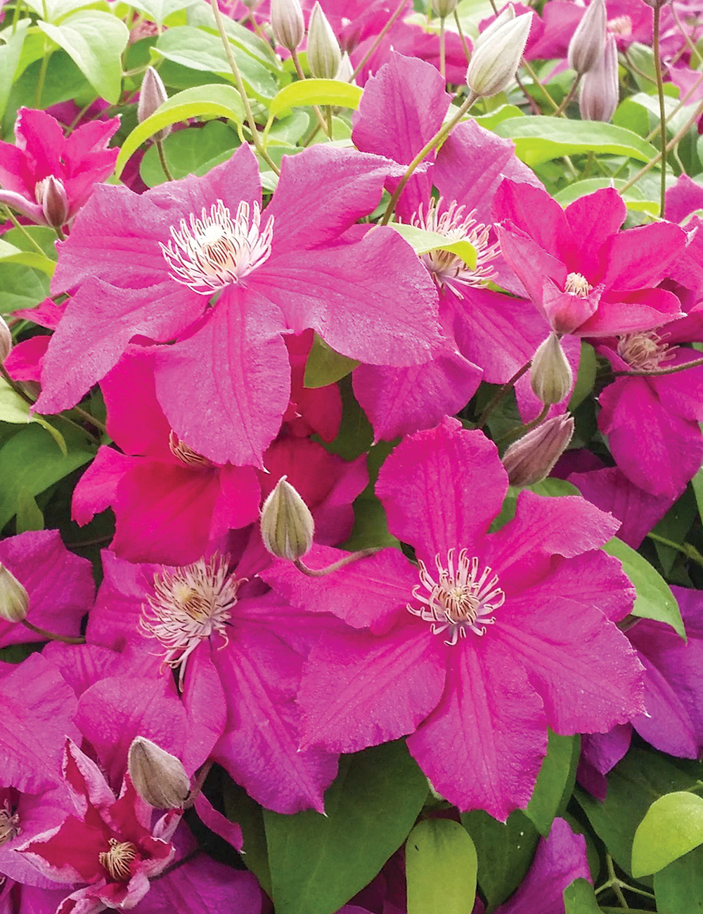 Clematis Jackmani Hybrid 'Ernest Markham'