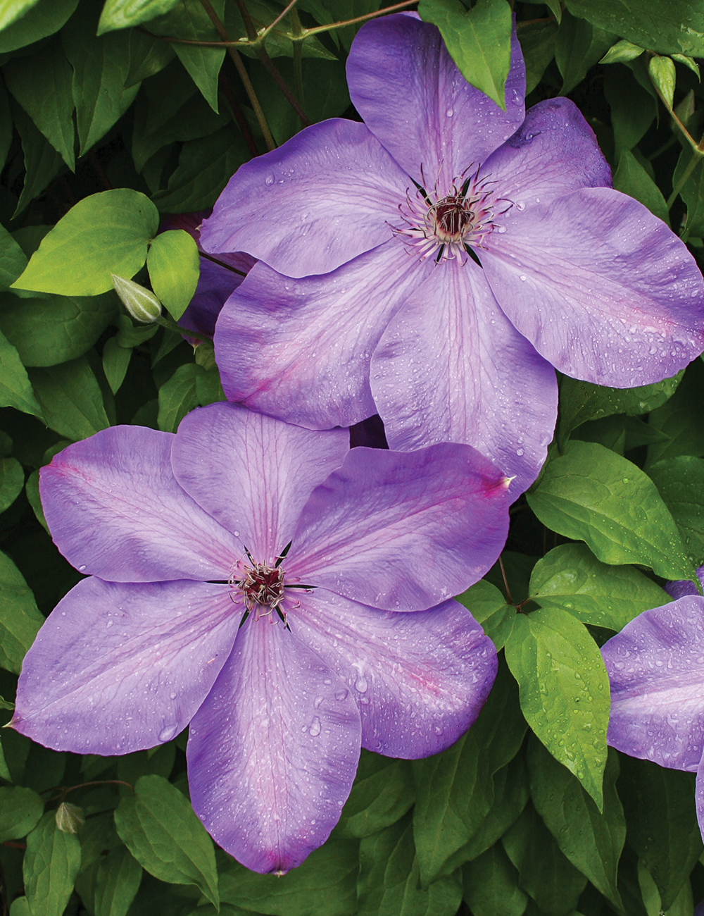 Clematis Jackmanii Hybrids Elsa Spath