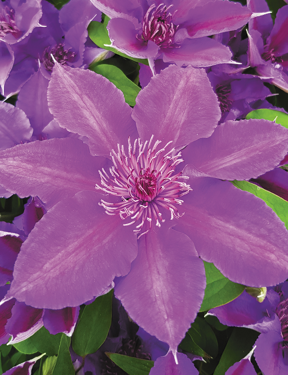 Clematis Jackmanii Hybrid Guiding Promise