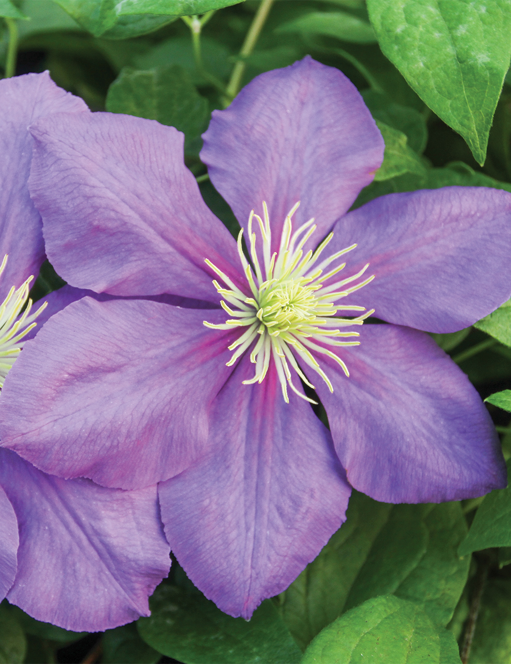 Clematis Jackmanii Hybrid 'General Sikorski'