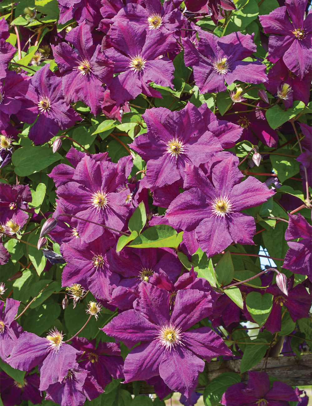 Clematis Jackmanii Hybrid 'Grunwald'