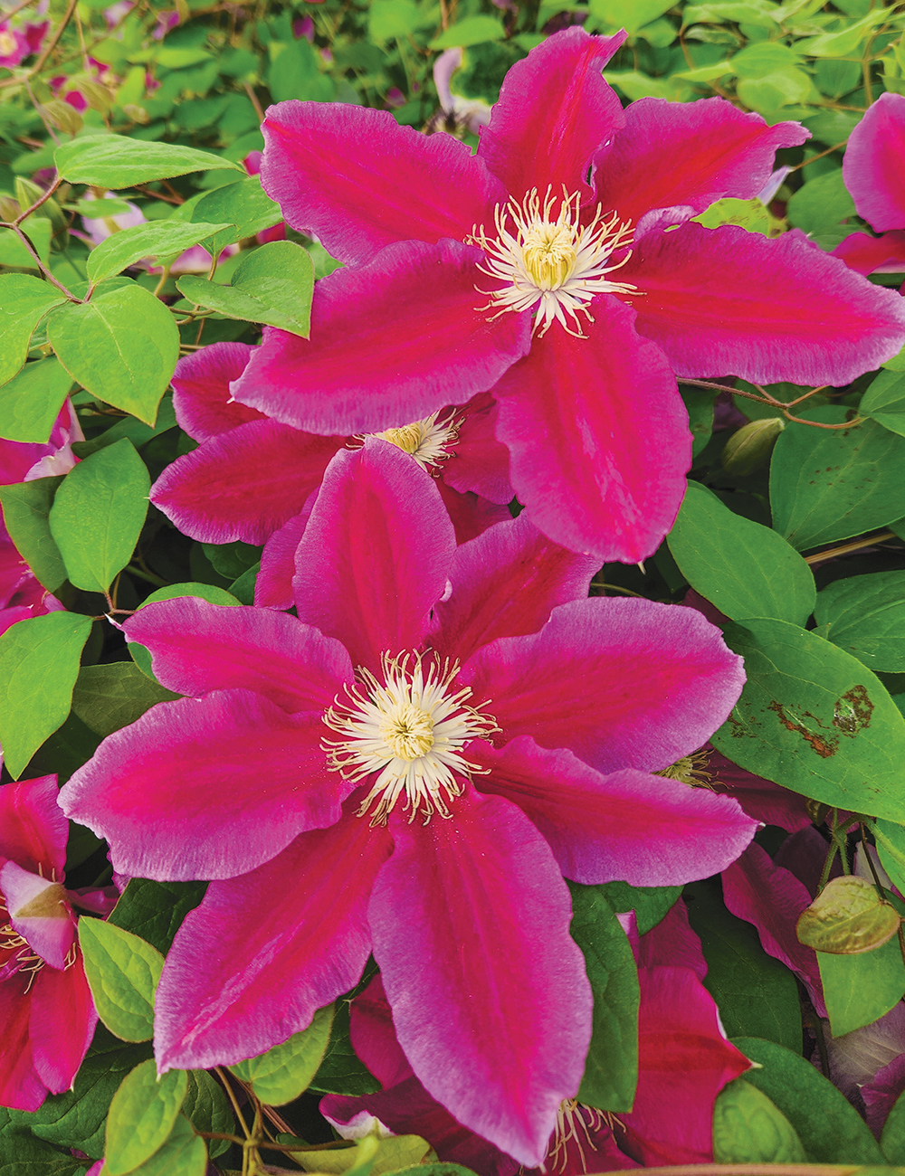Clematis Fireworks Live Plant In A Inch Growers Pot Clematis 'Fireworks'  Starter Plants Ready For The Garden Beautiful Deep Pink And Purple