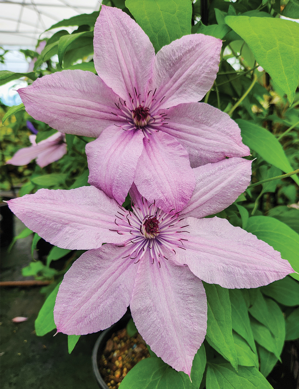 Clematis Jackmanii Hybrid 'Hagley Hybrid'