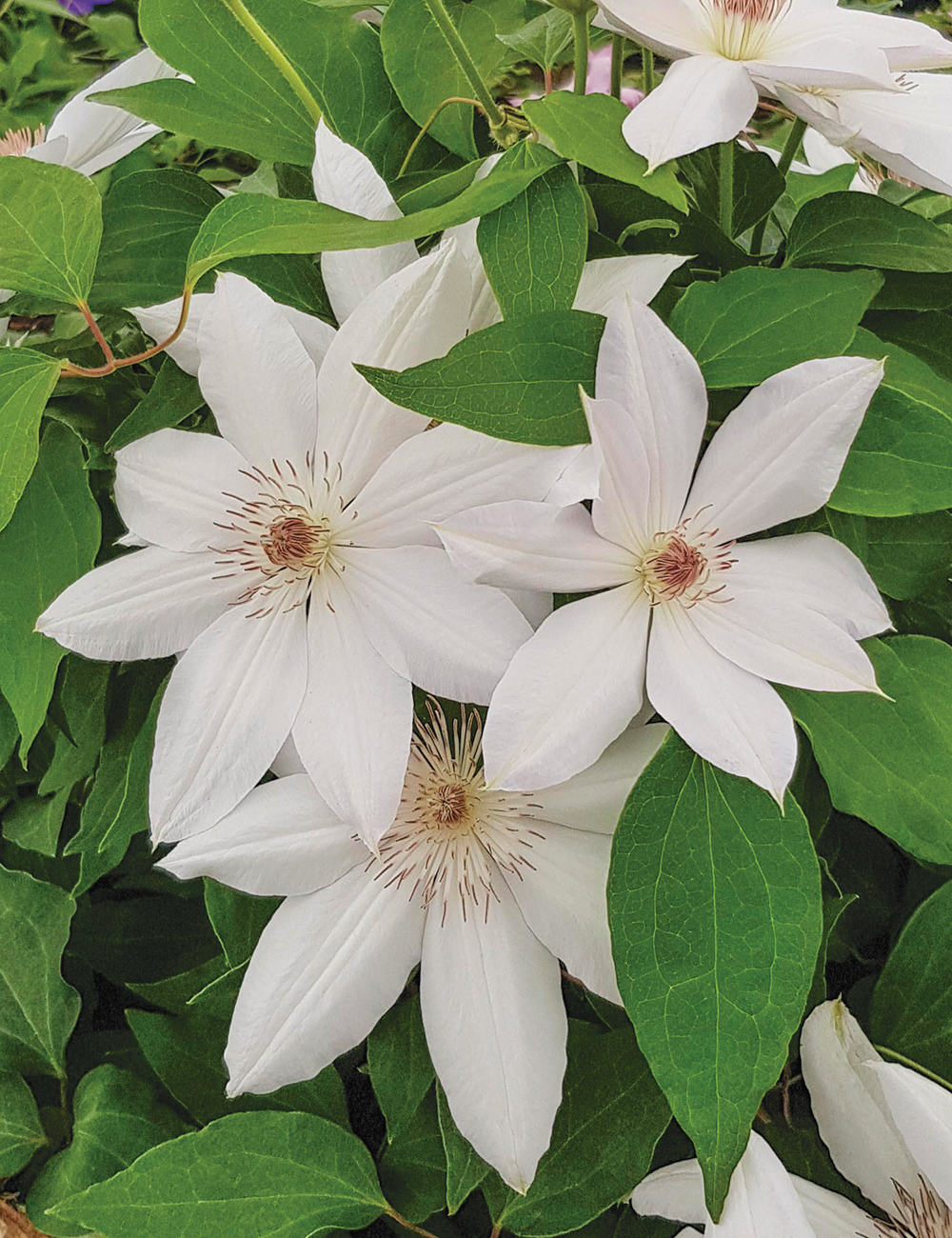 Clematis Jackmanii Hybrids Henryi