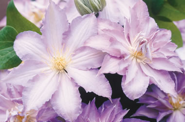(15B) Clematis 'Jackmanii Hybrids' Ice Blue