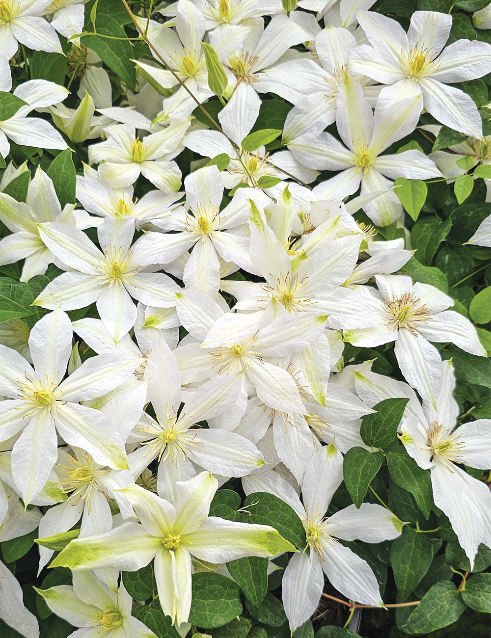 Clematis Jackmani Hybrid 'John Huxtable'