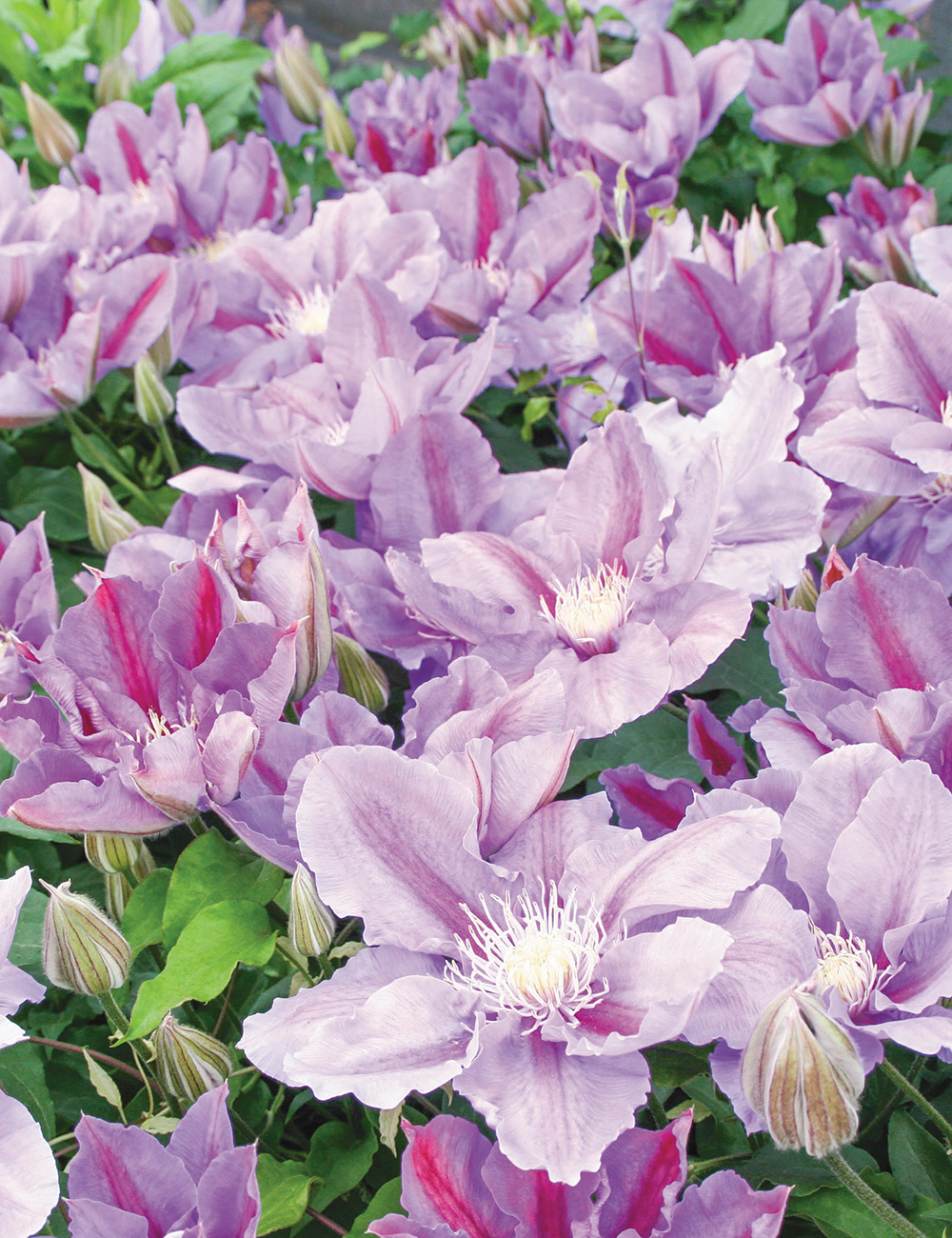 Clematis Jackmanii Hybrids Mrs James Mason