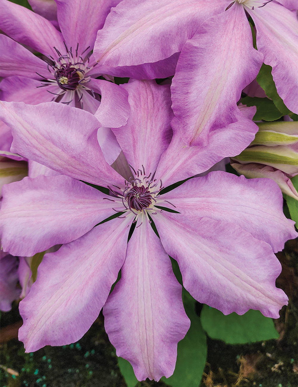 Clematis Jackmanii Hybrid 'Joan Picton'