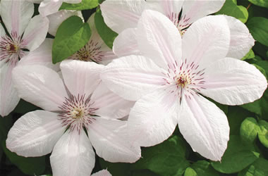 Clematis Jackmanii Hybrids John Paul II