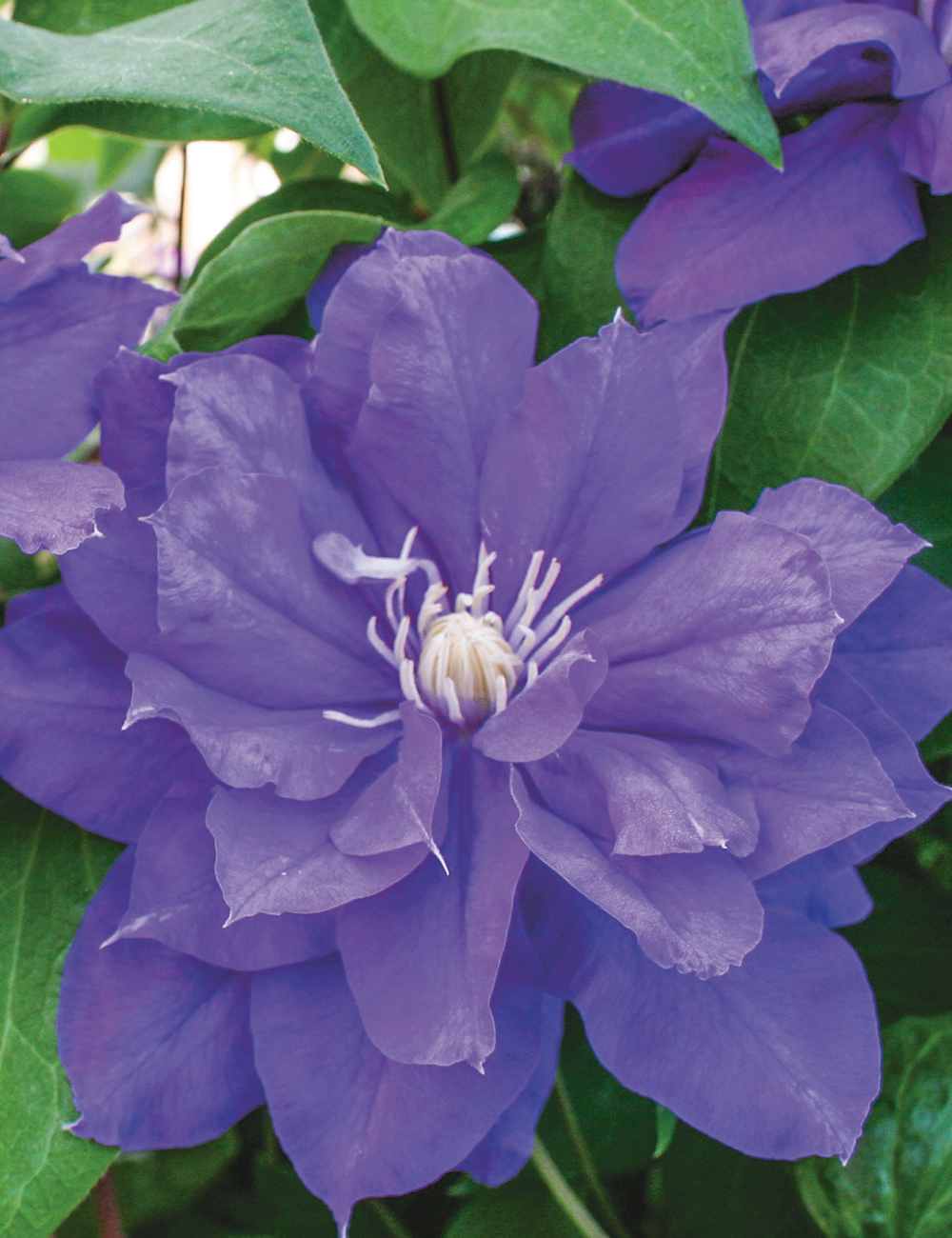 Clematis Jackmanii Hybrids Kiri Te Kanawa