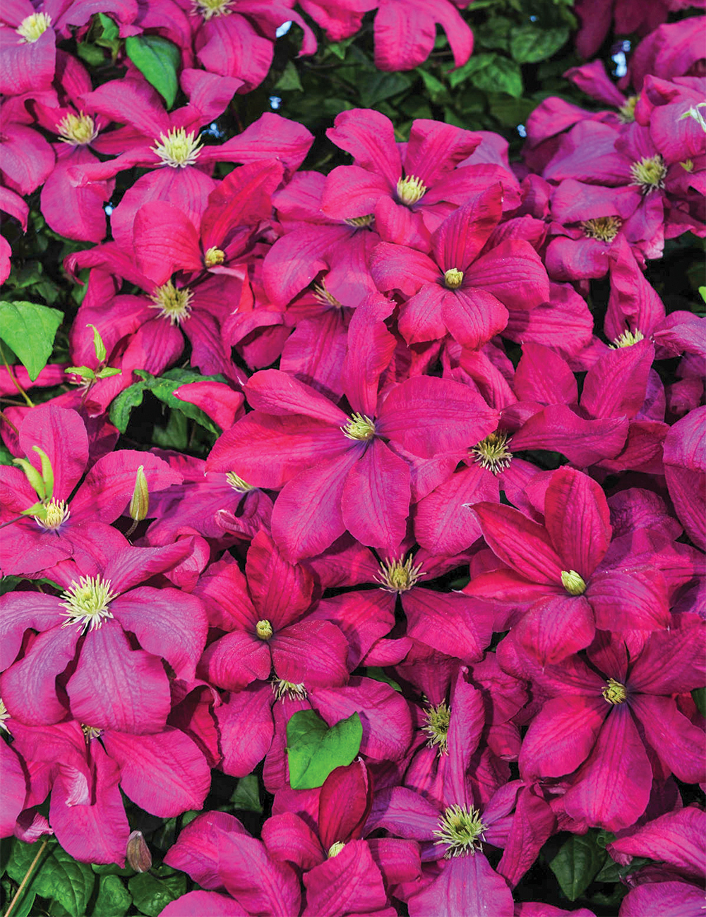 Viticella Clematis 'Kryspina'