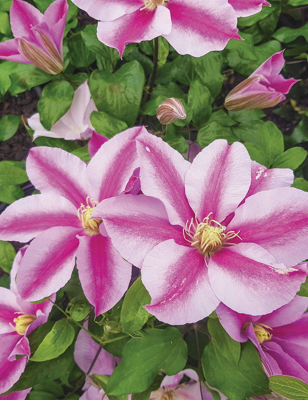 Clematis Jackmanii Hybrid 'Kizashi'