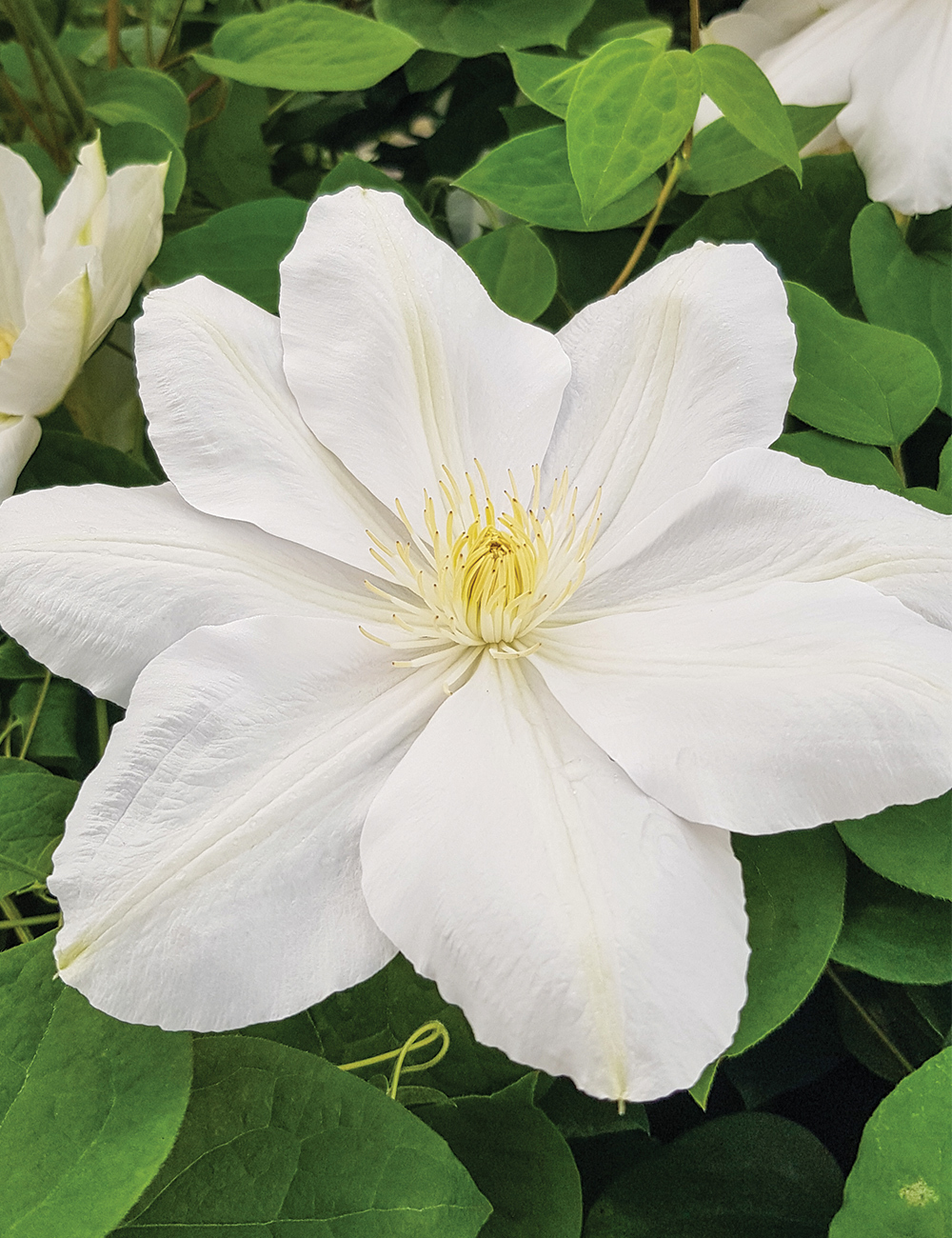 Clematis Jackmanii Hybrid 'Madame le Coultre'