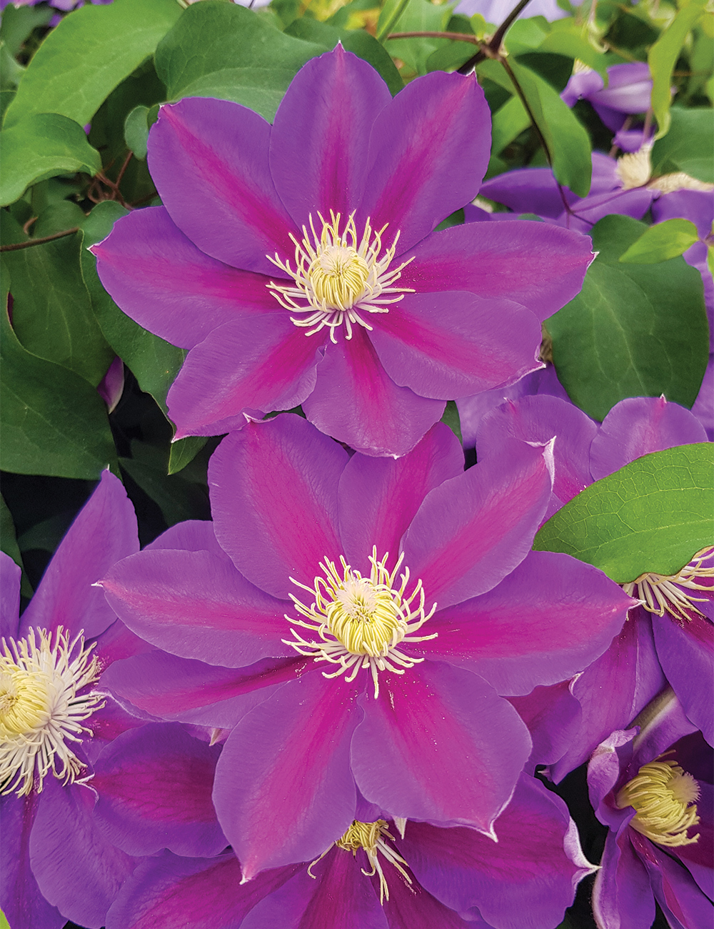 Clematis Jackmani Hybrid 'Myojo'