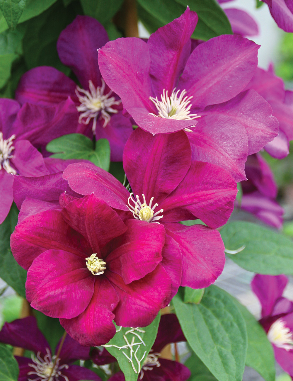 Clematis Jackmanii Hybrid 'Monte Cassino'