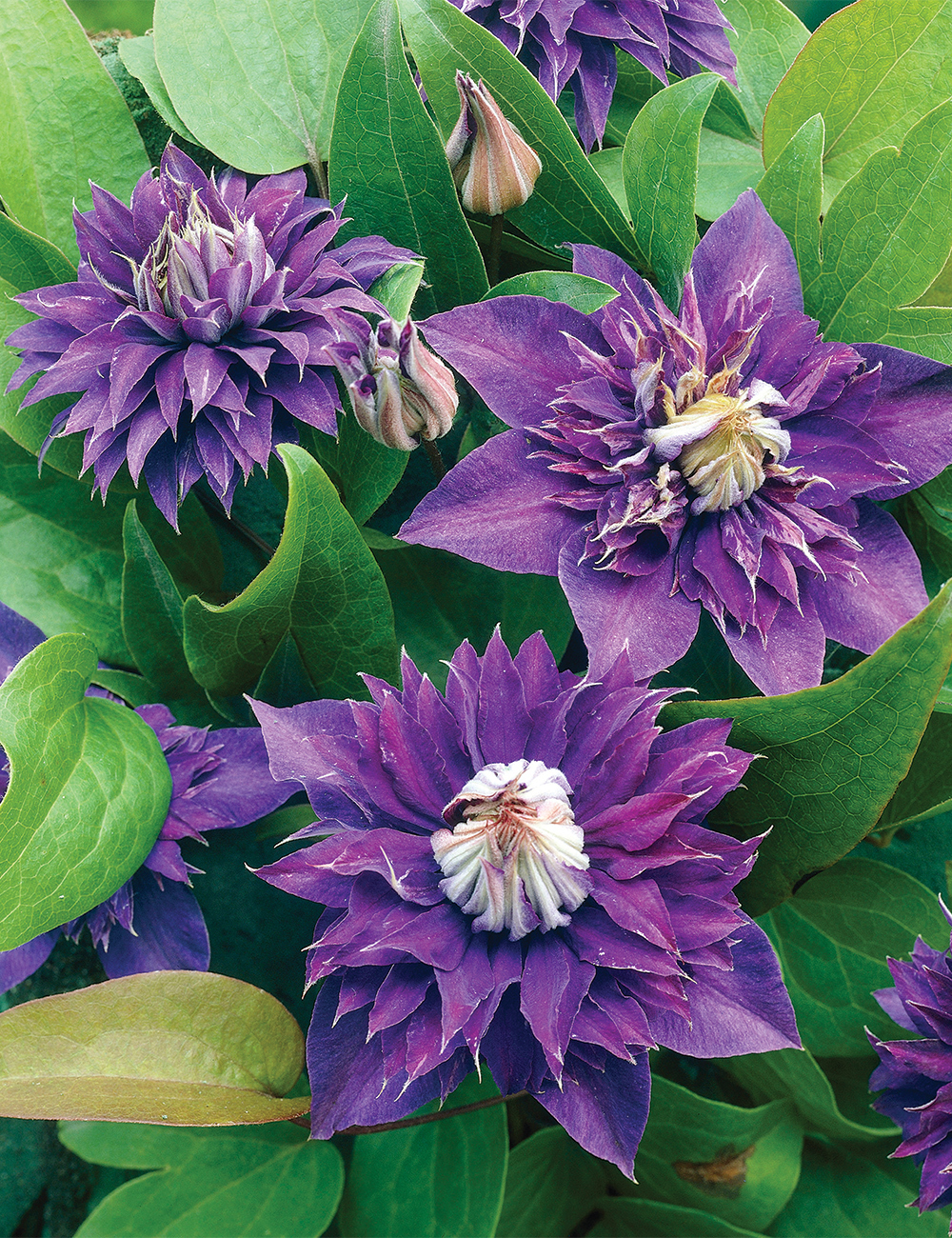 Clematis Jackmanii Hybrid 'Multi Blue'