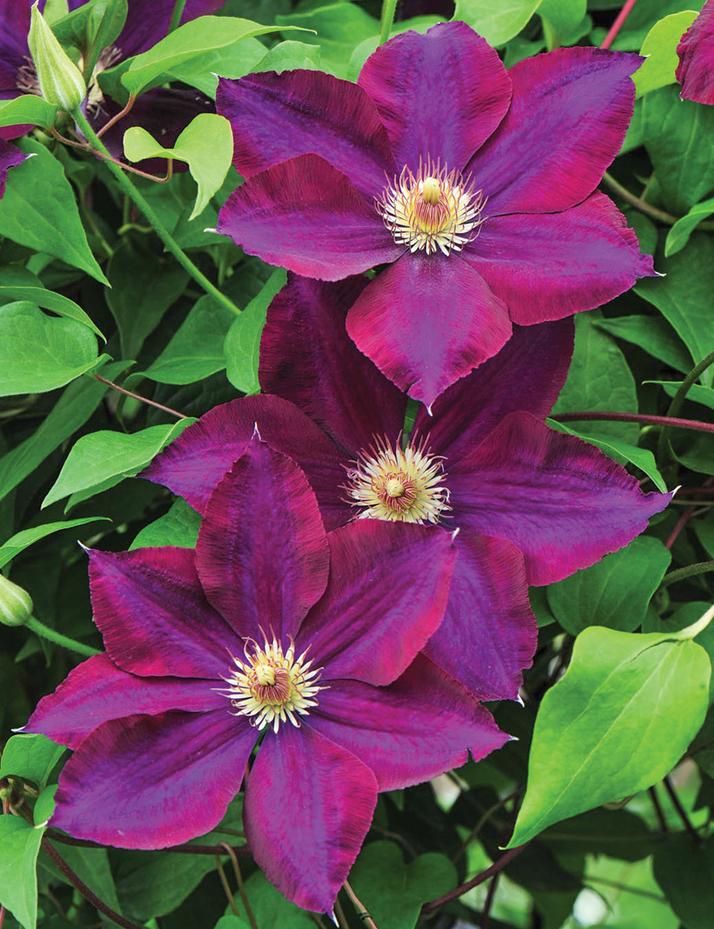 Clematis Jackmanii Hybrid 'Mazowsze'