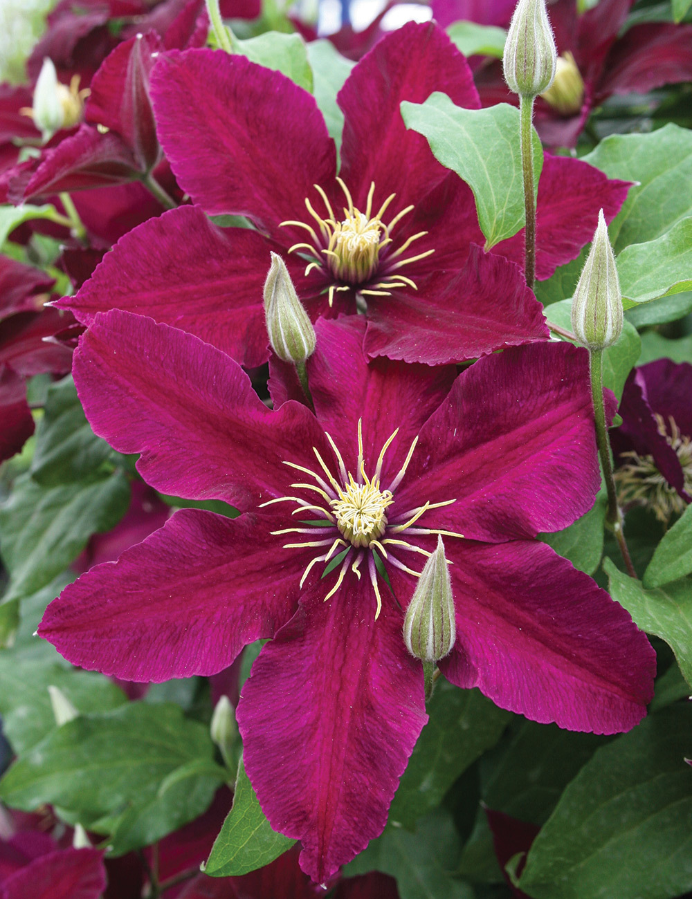 Clematis Jackmanii Hybrid 'Niobe'