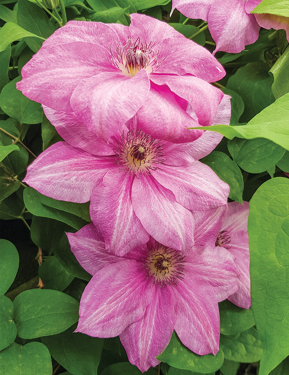 Clematis Jackmanii Hybrid 'Neva'