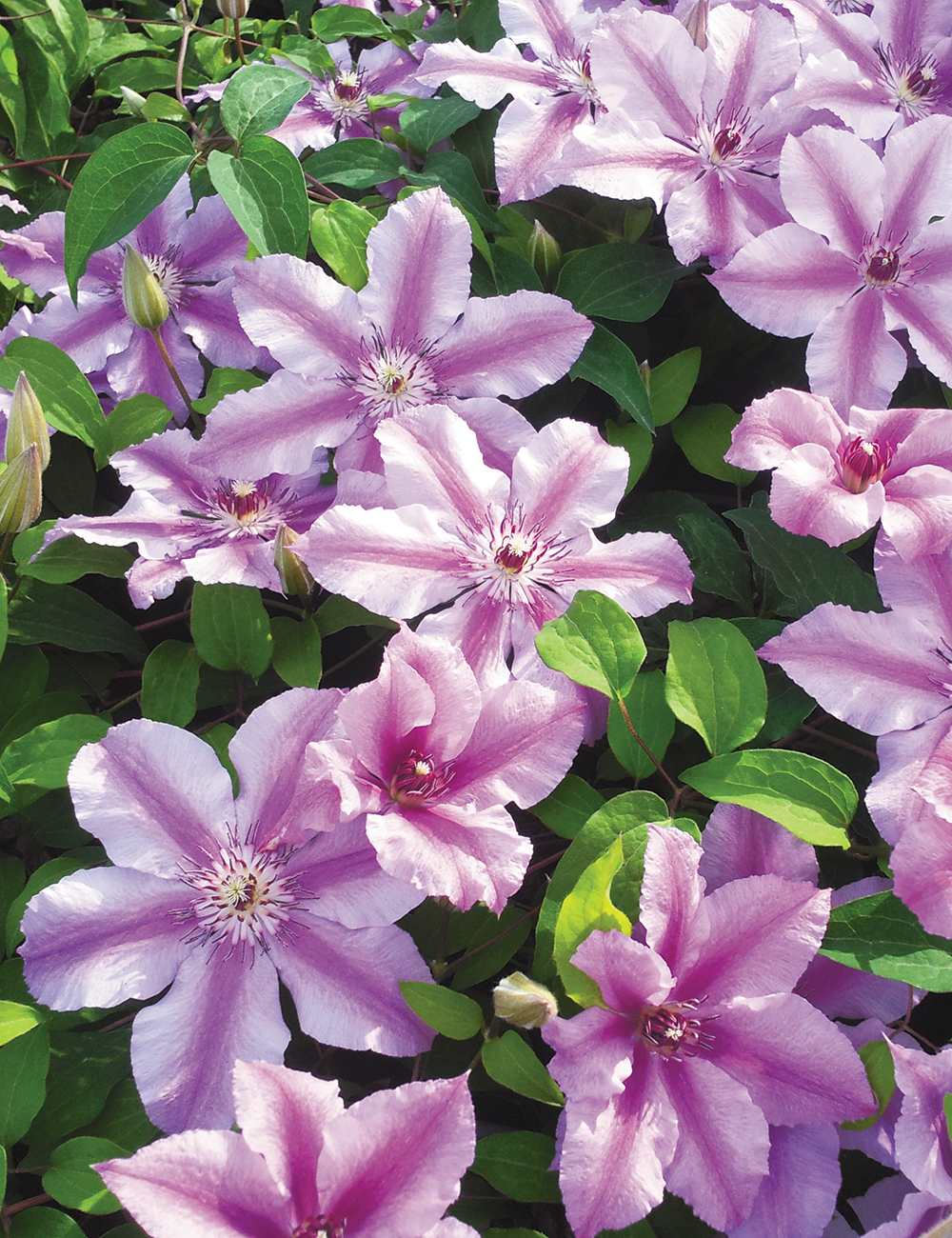 Clematis Jackmanii Hybrids Ooh La La