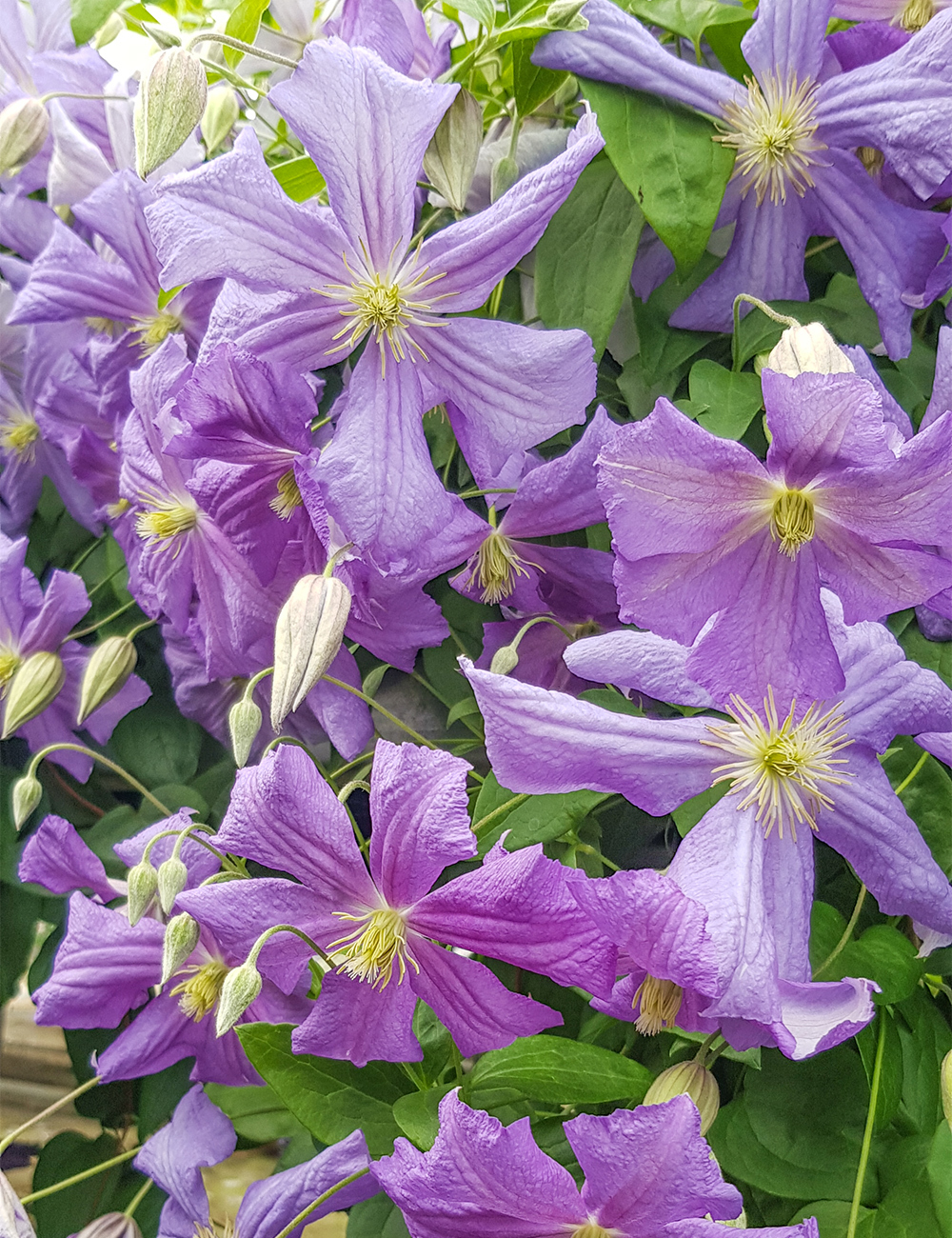 Clematis Jackmanii Hybrids Perle d 'Azur