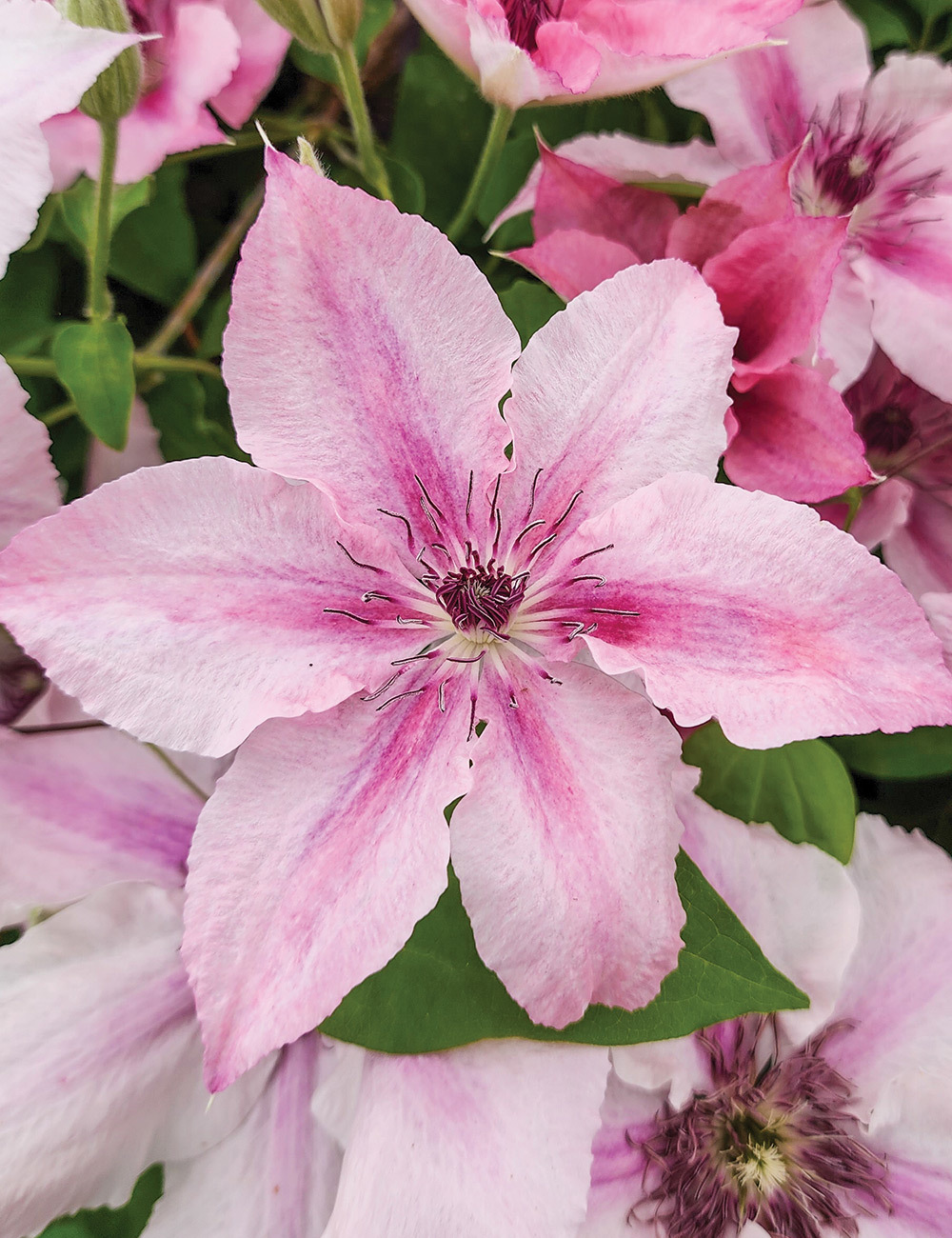 Clematis Jackmanii Hybrid 'Pink Fantasy'