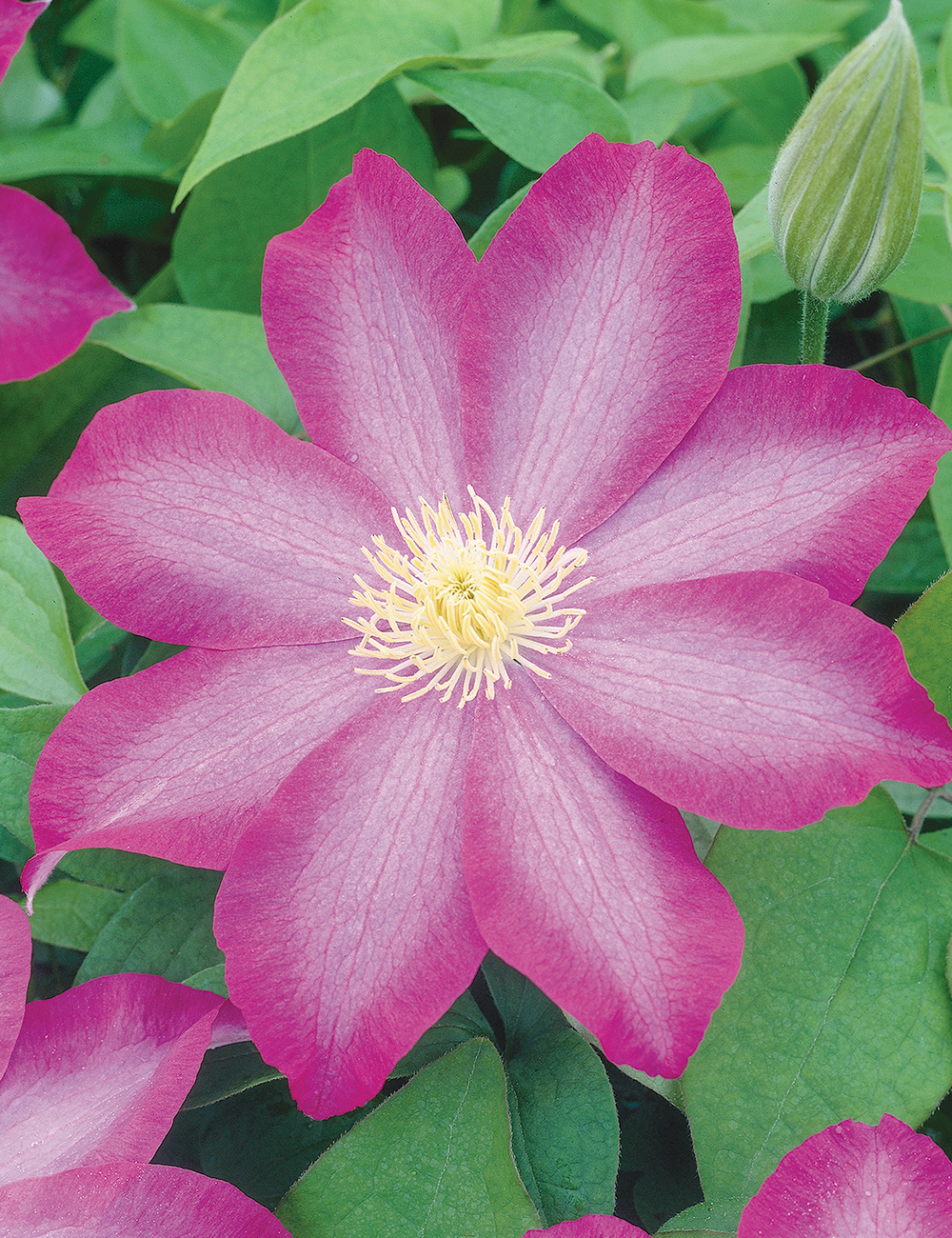 Clematis Jackmanii Hybrids 'Pink Champagne'