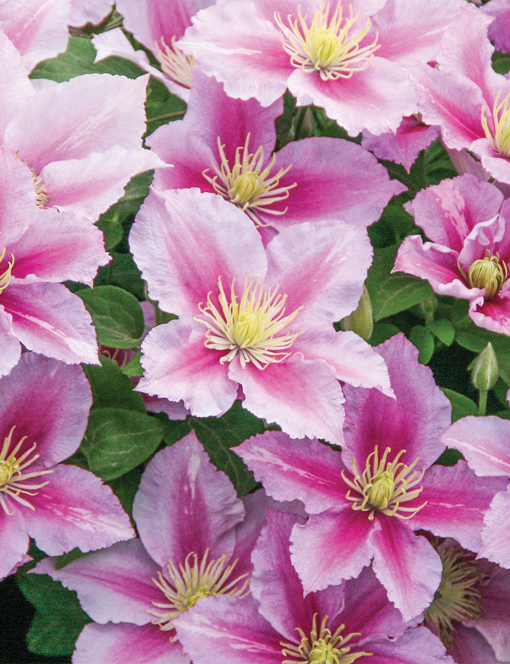 Jackmanii Hybrid Clematis 'Piilu'