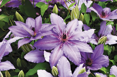Clematis Jackmanii Hybrid Dwarf Parisienne