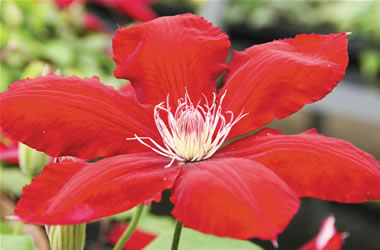 Dwarf Jackmanii Hybrid Clematis Rebecca
