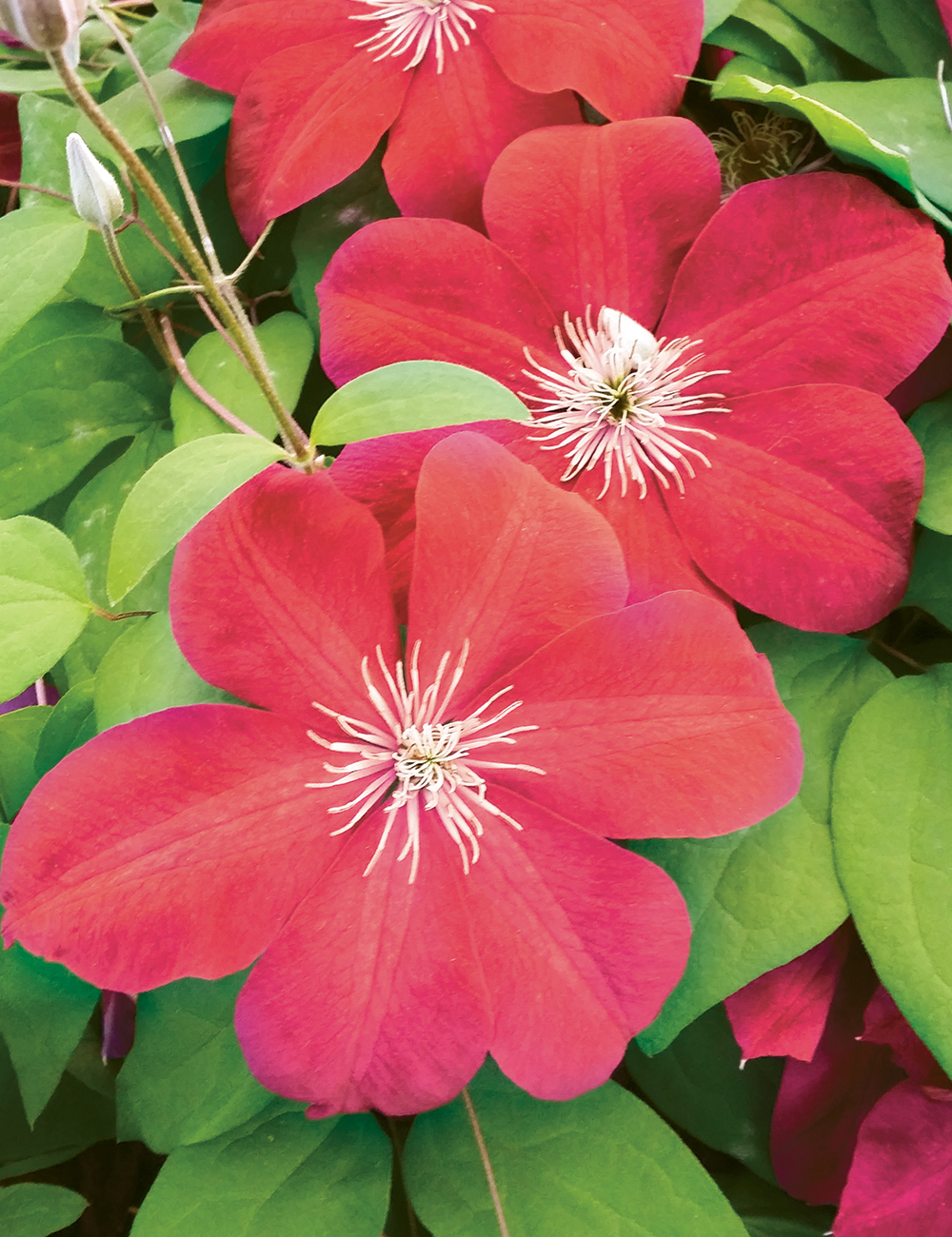 Clematis Jackmanii Hybrid 'Rouge Cardinal'