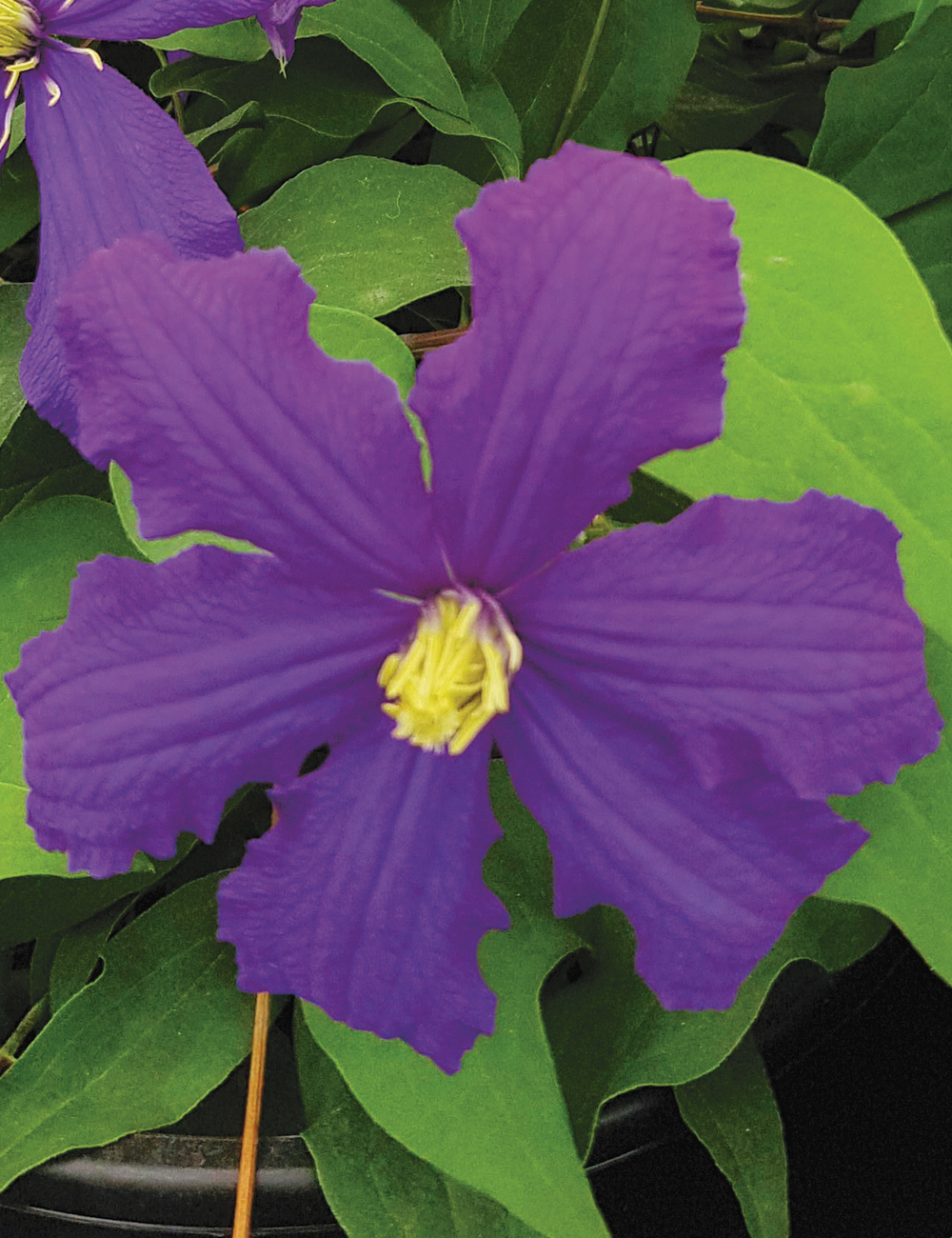 Clematis Jackmanii Hybrids Rhapsody