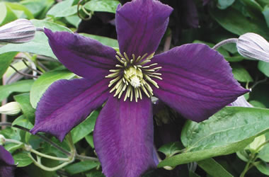 (16B) Clematis Jackmanii Hybrids 'Romantika'