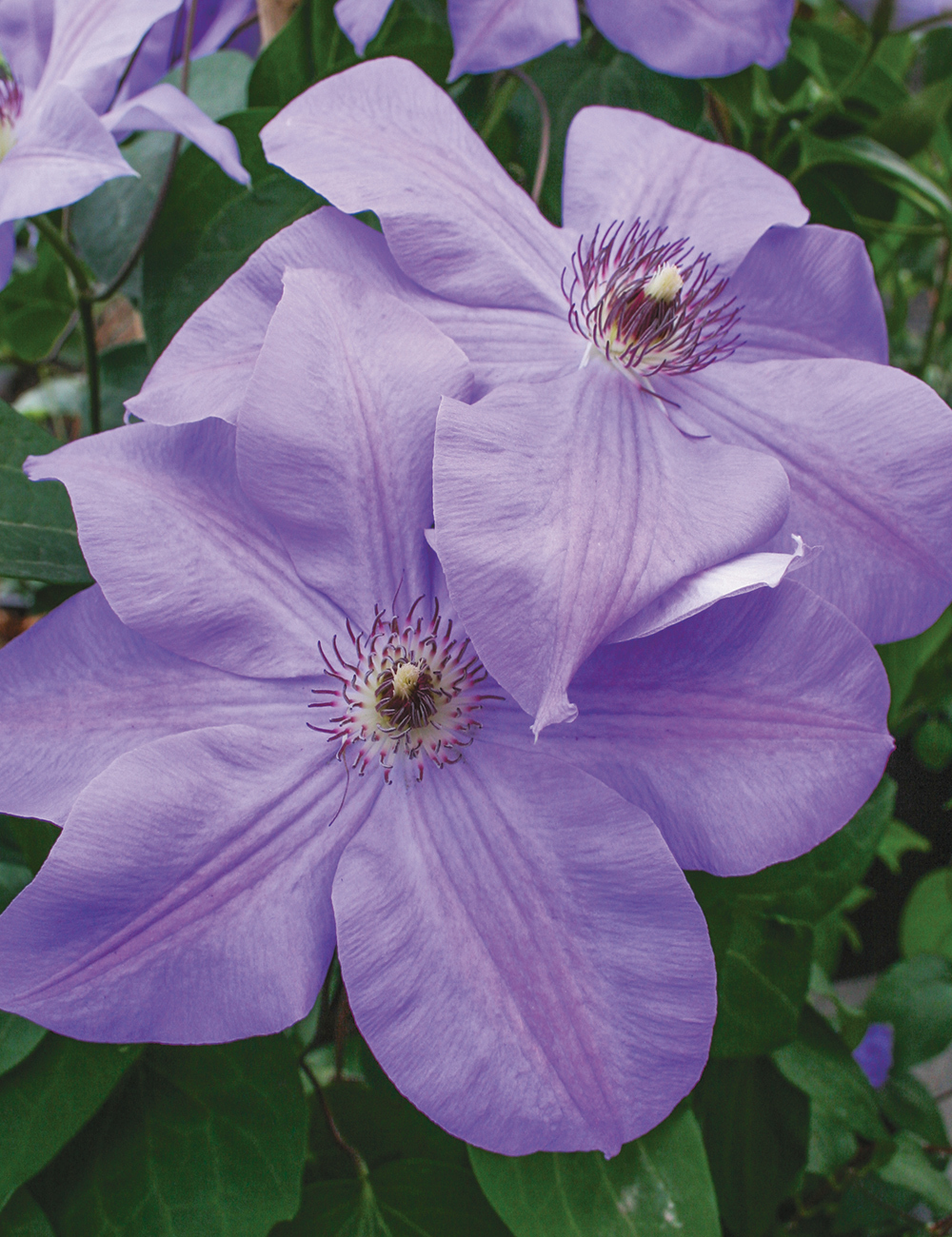 Clematis Jackmanii Hybrids Ramona